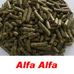 alfa alfa