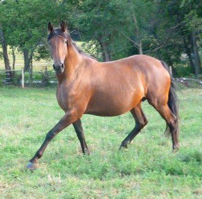 mare feeds