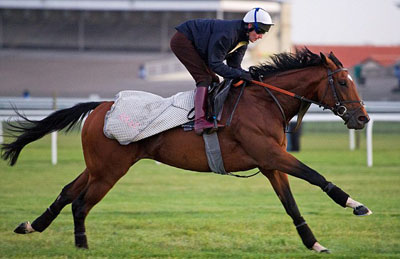 sport horse feed