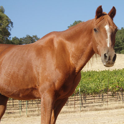 older horse feed