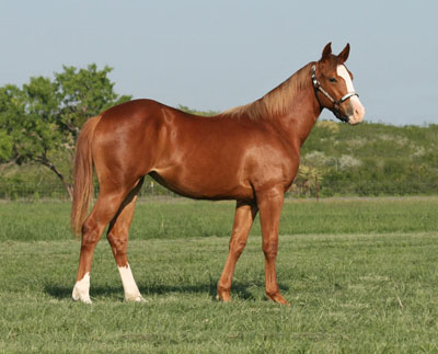 herb horse food