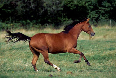 hot diet horse food