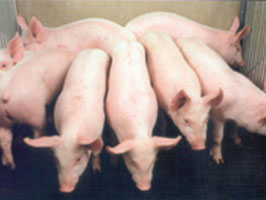 nakis pig grower feed