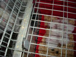 nakis rabbit breeder feed