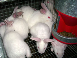 nakis rabbit grower